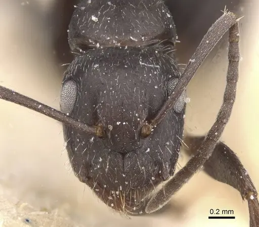 Camponotus compositor specimen CASENT0911683 image casent0911683_2