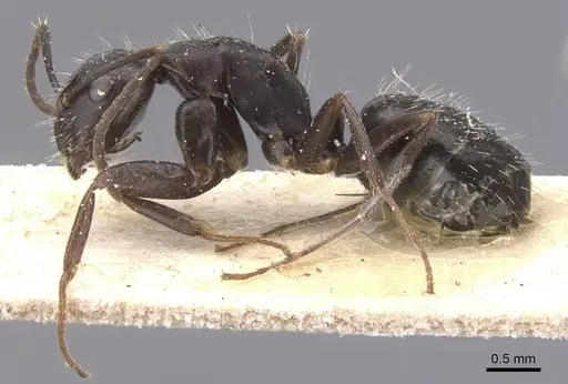 Camponotus compositor specimen CASENT0911683 image casent0911683_3