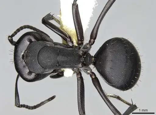 Camponotus compressiscapus specimen CASENT0906871 image casent0906871_1