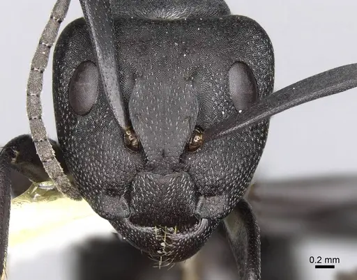 Camponotus compressiscapus specimen CASENT0906871 image casent0906871_2