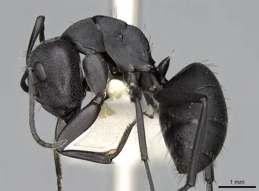Camponotus compressiscapus specimen CASENT0906871 image casent0906871_3