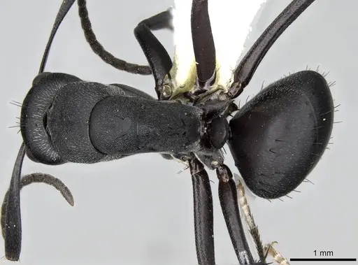 Camponotus compressiscapus specimen CASENT0906872 image casent0906872_1