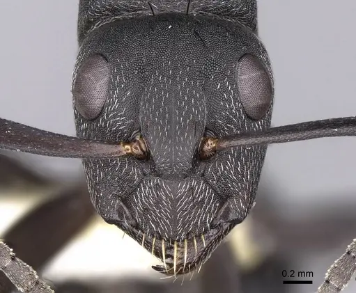 Camponotus compressiscapus specimen CASENT0906872 image casent0906872_2