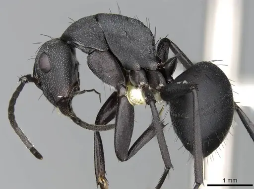 Camponotus compressiscapus specimen CASENT0906872 image casent0906872_3