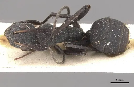 Camponotus compressiscapus specimen CASENT0910468 image casent0910468_1