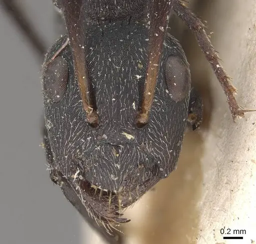 Camponotus compressiscapus specimen CASENT0910468 image casent0910468_2