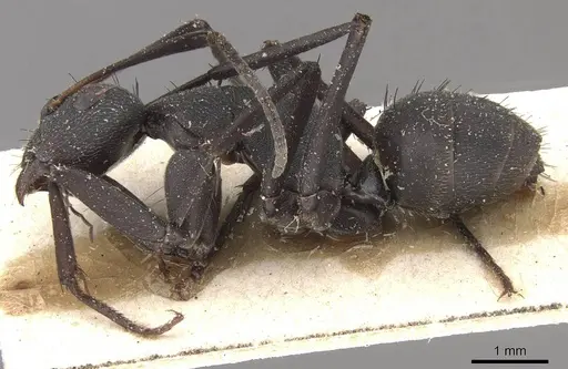 Camponotus compressiscapus specimen CASENT0910468 image casent0910468_3