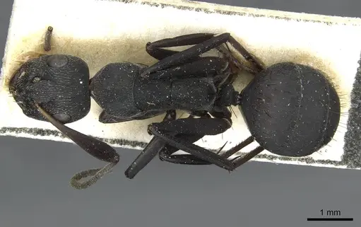 Camponotus compressiscapus specimen CASENT0913706 image casent0913706_1