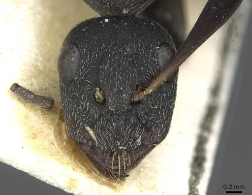 Camponotus compressiscapus specimen CASENT0913706 image casent0913706_2