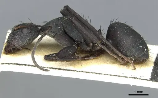 Camponotus compressiscapus specimen CASENT0913706 image casent0913706_3