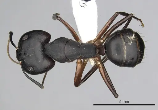 Camponotus compressus specimen CASENT0249972 image casent0249972_1