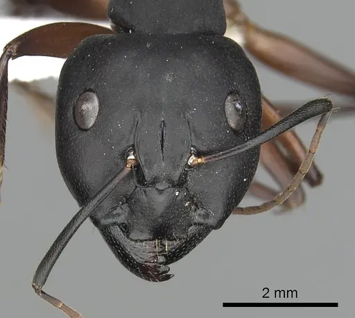 Camponotus compressus specimen CASENT0249972 image casent0249972_2