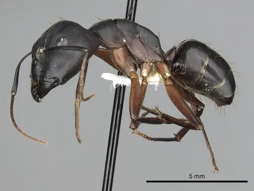 Camponotus compressus specimen CASENT0249972 image casent0249972_3