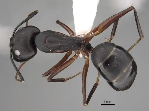 Camponotus compressus specimen CASENT0280273 image casent0280273_1