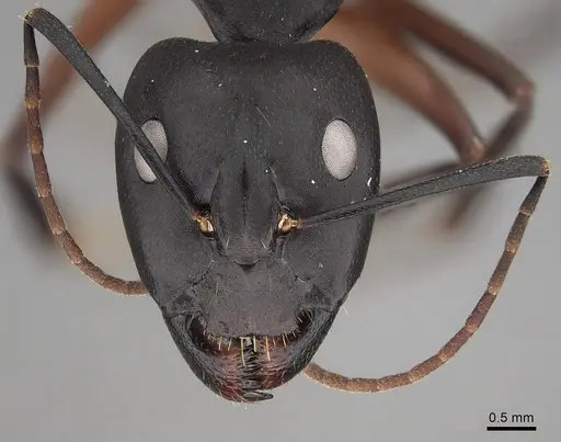 Camponotus compressus specimen CASENT0280273 image casent0280273_2
