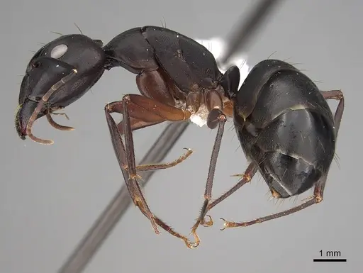 Camponotus compressus specimen CASENT0280273 image casent0280273_3