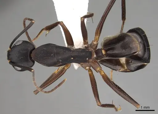 Camponotus compressus specimen CASENT0280274 image casent0280274_1