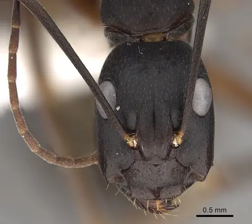 Camponotus compressus specimen CASENT0280274 image casent0280274_2