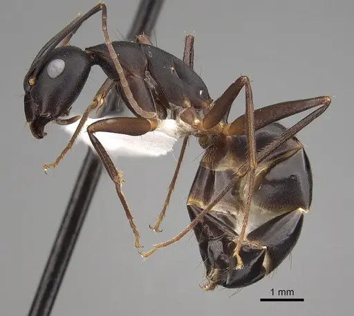 Camponotus compressus specimen CASENT0280274 image casent0280274_3