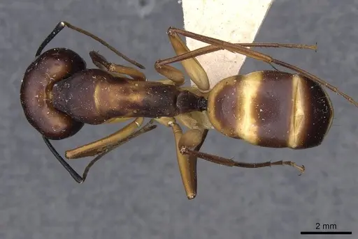 Camponotus compressus specimen CASENT0910201 image casent0910201_1
