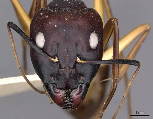 Camponotus compressus specimen CASENT0910201 image casent0910201_2