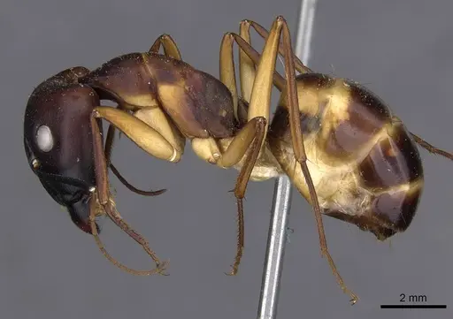 Camponotus compressus specimen CASENT0910201 image casent0910201_3
