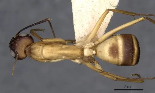 Camponotus compressus specimen CASENT0910202 image casent0910202_1
