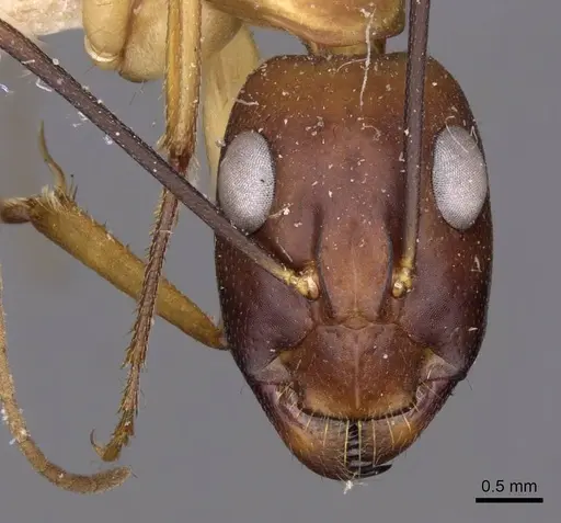 Camponotus compressus specimen CASENT0910202 image casent0910202_2