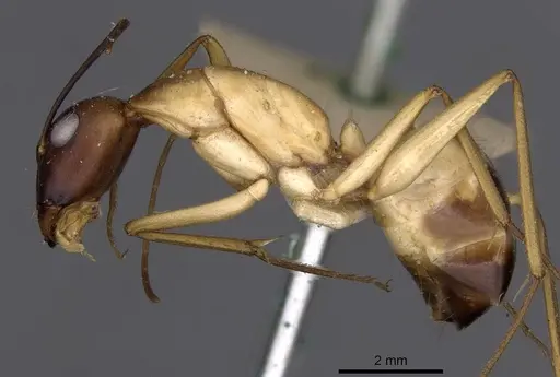 Camponotus compressus specimen CASENT0910202 image casent0910202_3