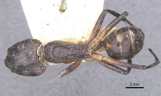 Camponotus compressus specimen CASENT0911927 image casent0911927_1