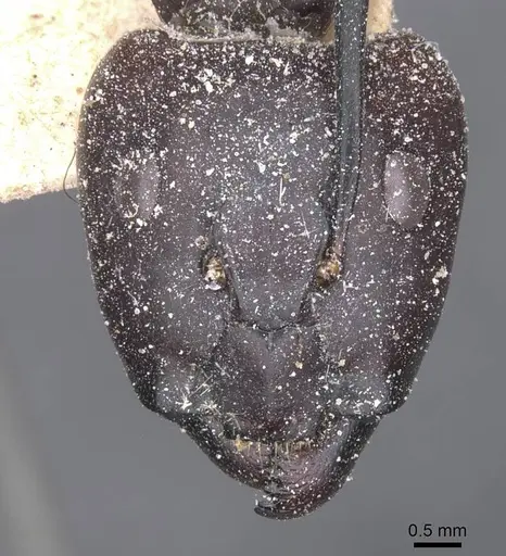 Camponotus compressus specimen CASENT0911927 image casent0911927_2
