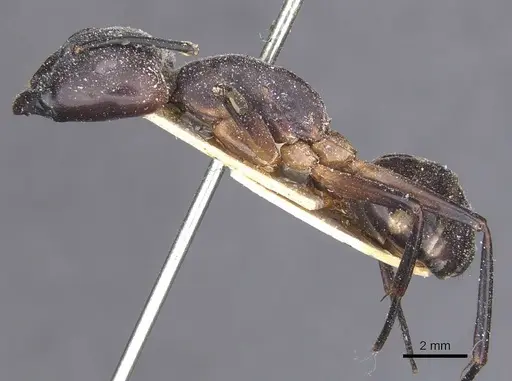 Camponotus compressus specimen CASENT0911927 image casent0911927_3