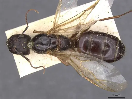 Camponotus compressus specimen CASENT0913624 image casent0913624_1