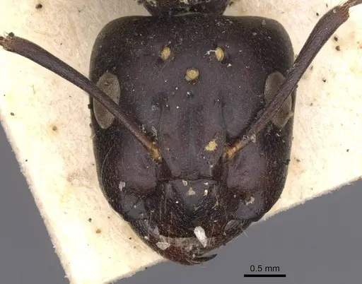 Camponotus compressus specimen CASENT0913624 image casent0913624_2