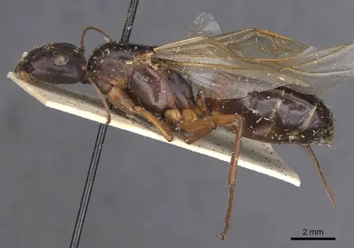 Camponotus compressus specimen CASENT0913624 image casent0913624_3