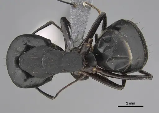 Camponotus compressus specimen CASENT0923333 image casent0923333_1