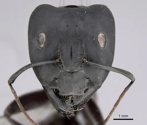 Camponotus compressus specimen CASENT0923333 image casent0923333_2