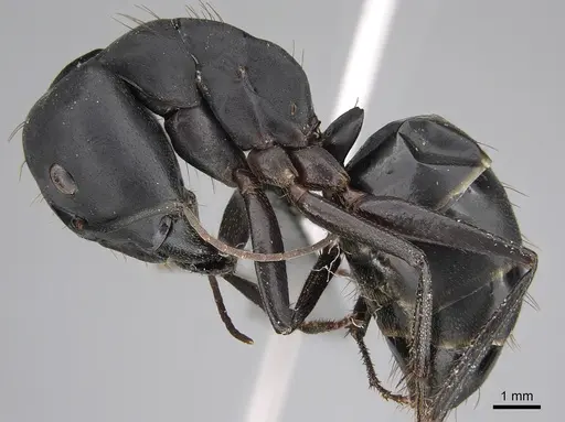 Camponotus compressus specimen CASENT0923333 image casent0923333_3