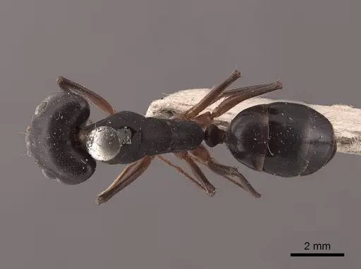 Camponotus compressus specimen FMNHINS0000045742 image fmnhins0000045742_1