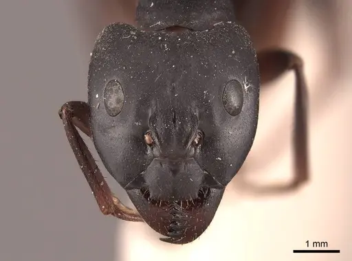 Camponotus compressus specimen FMNHINS0000045742 image fmnhins0000045742_2
