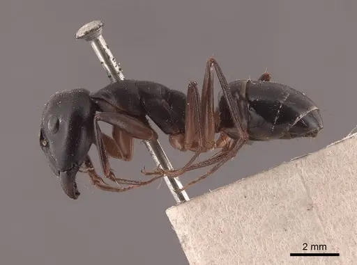 Camponotus compressus specimen FMNHINS0000045742 image fmnhins0000045742_3