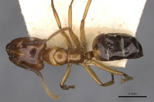 Camponotus concilians specimen CASENT0910512 image casent0910512_1