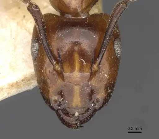 Camponotus concilians specimen CASENT0910512 image casent0910512_2