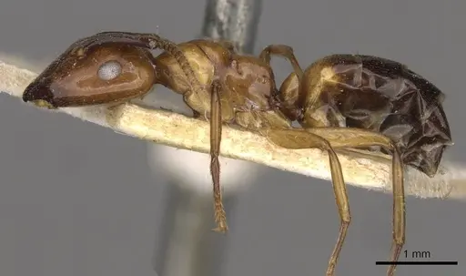 Camponotus concilians specimen CASENT0910512 image casent0910512_3