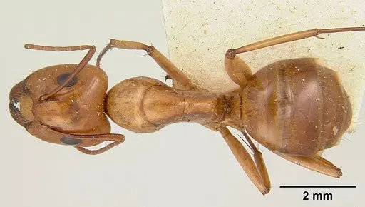 Camponotus concolor specimen CASENT0101357 image casent0101357_1