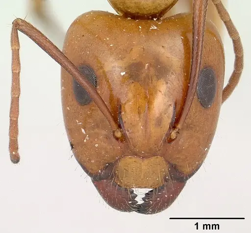 Camponotus concolor specimen CASENT0101357 image casent0101357_2