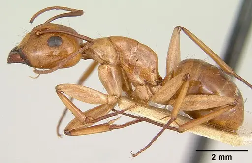 Camponotus concolor specimen CASENT0101357 image casent0101357_3