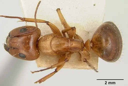 Camponotus concolor specimen CASENT0101358 image casent0101358_1