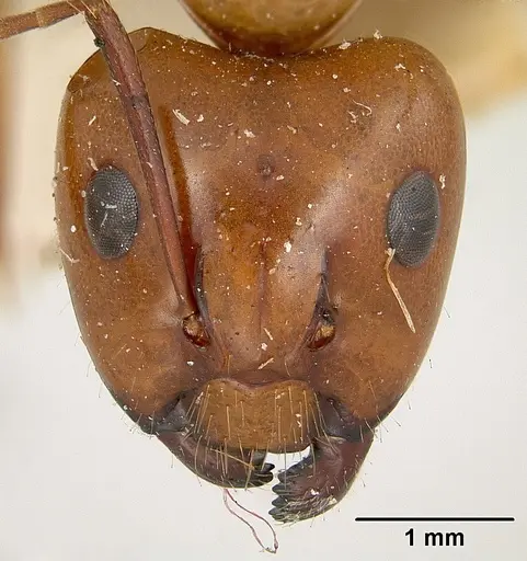 Camponotus concolor specimen CASENT0101358 image casent0101358_2