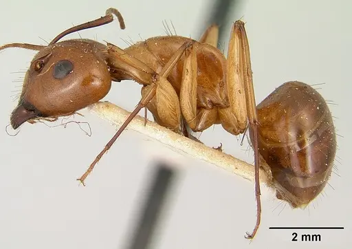 Camponotus concolor specimen CASENT0101358 image casent0101358_3